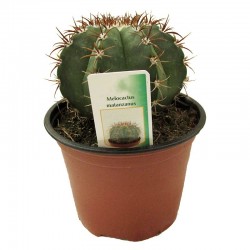 Cactus melocactus matanzanus