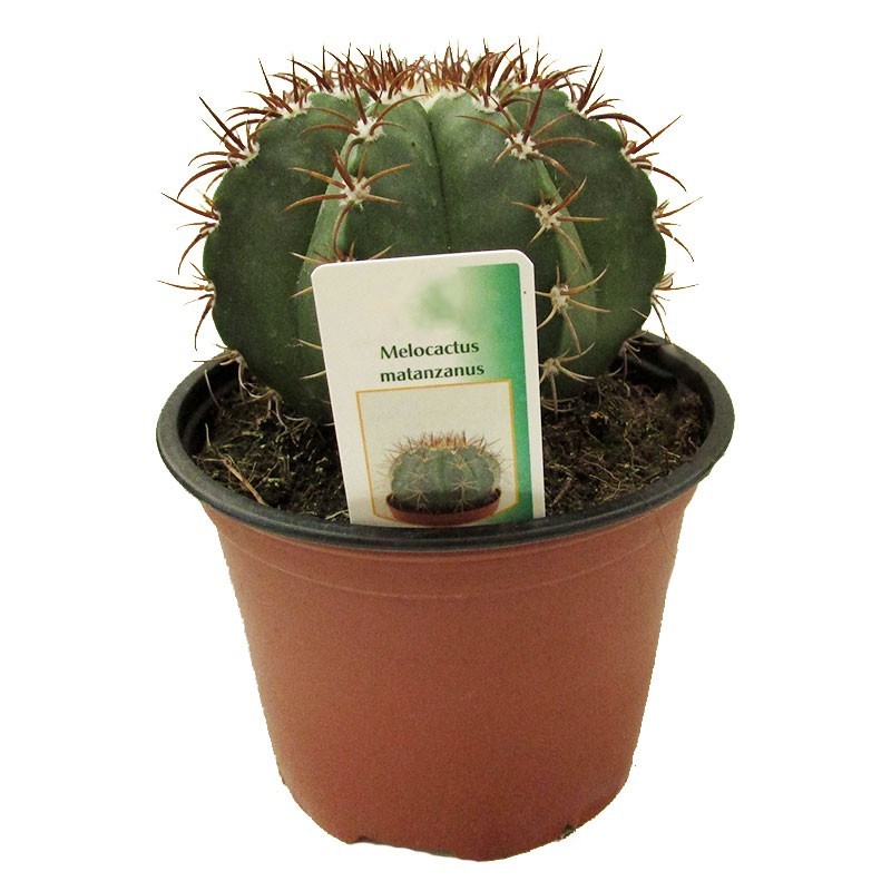 Cactus melocactus matanzanus