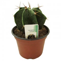 Astrophytum Ornatum
