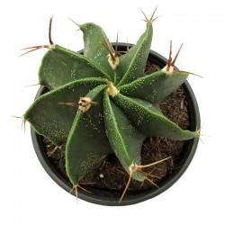Astrophytum Ornatum