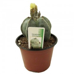 Astrophytum Miostigma