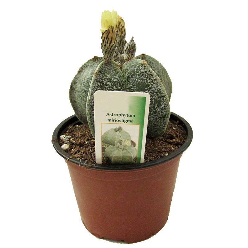 Astrophytum Miostigma