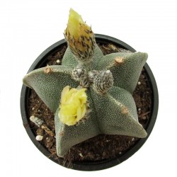 Astrophytum Miostigma