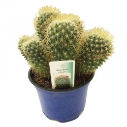 Mammillaria pringlei