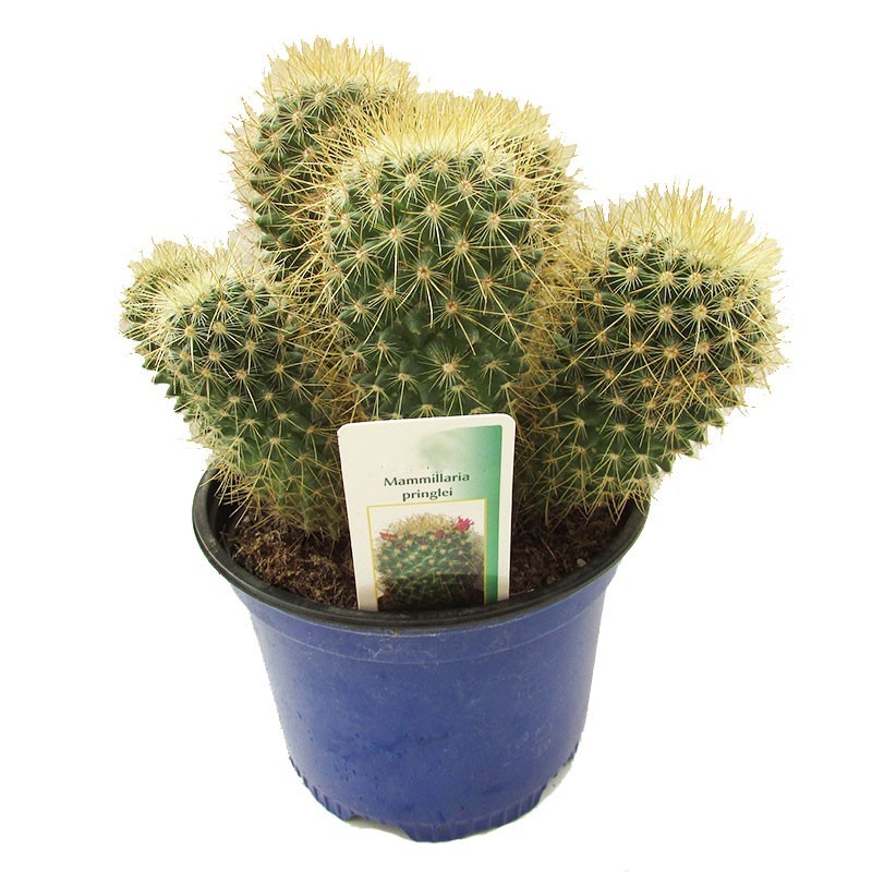 Mammillaria pringlei