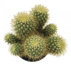 Mammillaria pringlei