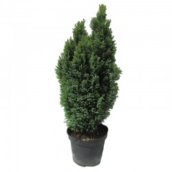 Chamaecyparis lawsoniana ellwoods gold