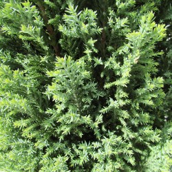 Chamaecyparis lawsoniana ellwoods gold