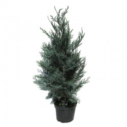 CHAMAECYPARIS LAW COLUMNARIS