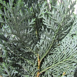 CHAMAECYPARIS LAW COLUMNARIS
