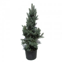 Picea pungens iseli fastigiata