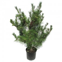 Pino densiflora umbraculifera