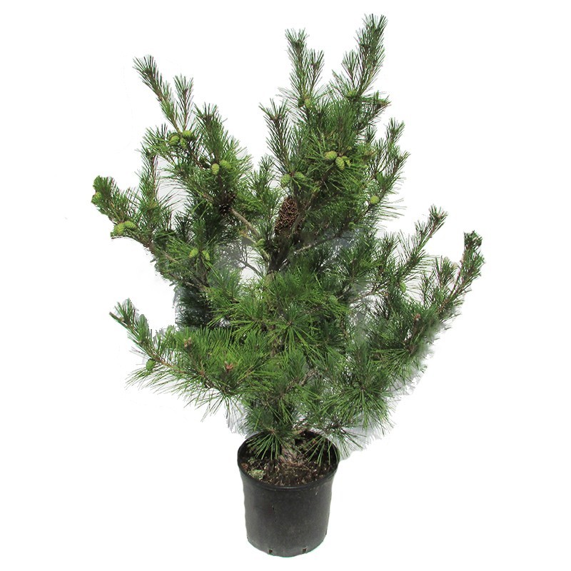 Pino densiflora umbraculifera