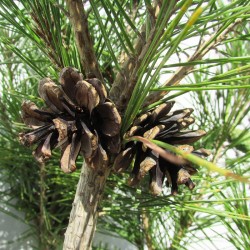 Pino densiflora umbraculifera
