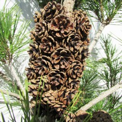 Pino densiflora umbraculifera