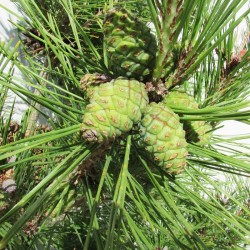 Pino densiflora umbraculifera