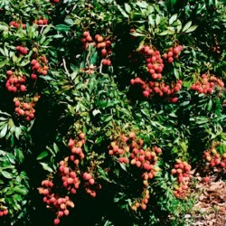 Litchi bosworth