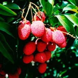 Litchi bosworth