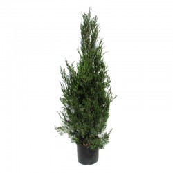 Juniperus virginiana helle