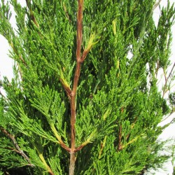 Juniperus virginiana helle