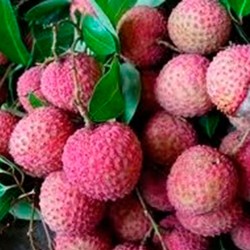 Litchi kwai may pink