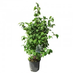 Celinda philadelphus virginueus