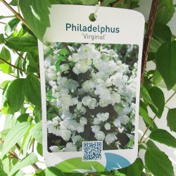 Celinda philadelphus virginueus