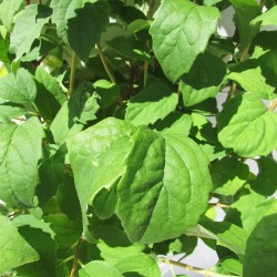 Celinda philadelphus virginueus