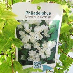 Celinda philadelphus manteu hermine 
