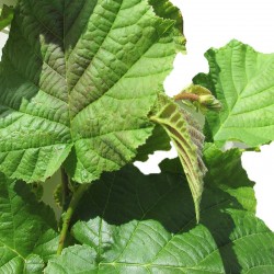 Avellano