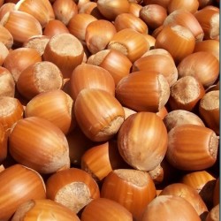 Avellano