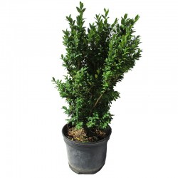 BOJ SEMPERVIRENS
