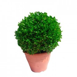 BOJ SEMPERVIRENS