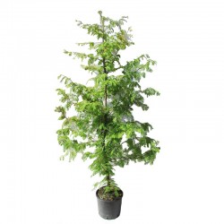 Metasequoia glyptostroboides