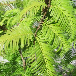 Metasequoia glyptostroboides