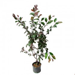 Malus profusion