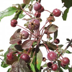 Malus profusion