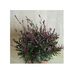 Gaura crimson