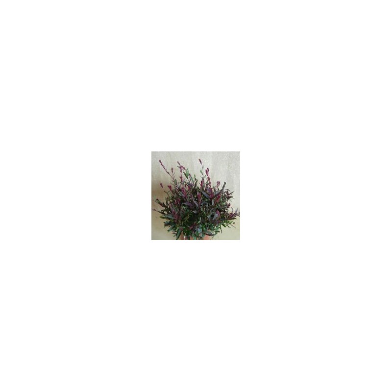 Gaura crimson