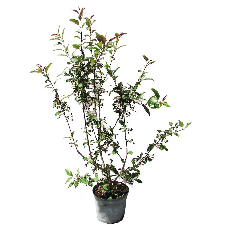 Malus prairiefire