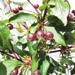 Malus prairiefire