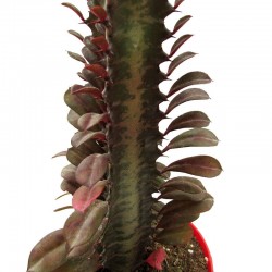 Euphorbia Trigona Roja