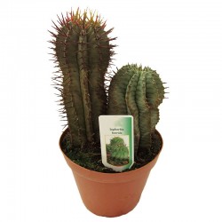 Euphorbia Horrida