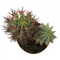 Euphorbia Horrida
