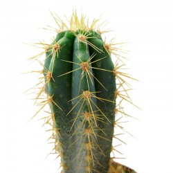 Pilosocereus Azureocereus
