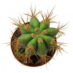 Trichocreus  Pasciana