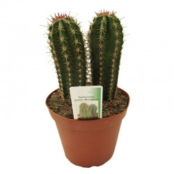 Pachycereus Pecten_aboriginum