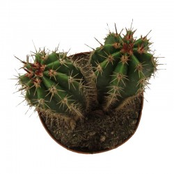 Pachycereus Pecten_aboriginum