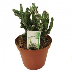 Cactus monvillea spegazzinii cristata