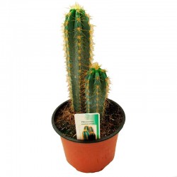 Pilosocereus Azureocereus
